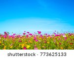 Cosmos Flowers Field With Blue...