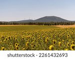 Small photo of Take in the breathtaking beauty of summer days with this stunning photo. A rolling green mountain background sets the scene for a foreground of sunflowers and harvested crops, with wind turbines spinn