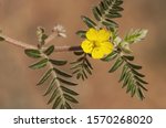 Small photo of Tribulus terrestris goats head, bullhead donkey caltrop small caltrops cats head eyelashes devils thorn devils weed puncture vine tackweed plant with yellow florets and pricked fruits natural llight