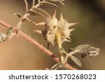 Small photo of Tribulus terrestris goats head, bullhead donkey caltrop small caltrops cats head eyelashes devils thorn devils weed puncture vine tackweed plant with yellow florets and pricked fruits natural llight
