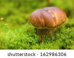 Small Brown Boletus Growing In...