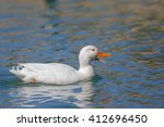 A Pure White Aylesbury Duck...
