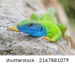 Close-up with european green lizard (Lacerta viridis) in natural habitat
