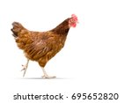 brown hen isolated on white,Chicken walking copy space.