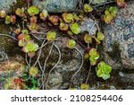 Small Plants On The Stone Wall