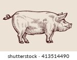 Sketch Pig. Hand Drawn Vector...