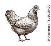 Hand Drawn Chicken  Hen....