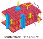 Cell Membrane vector clipart image - Free stock photo - Public Domain ...