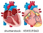 Diagram Showing Human Hearts...
