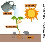 Plants growing out of the Ground vector clipart image - Free stock ...