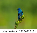 Male Indigo Bunting Perched on Green Plant