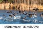 A Flock Of Canada Geese Takes...