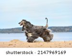 Small photo of Fully coated Afghan Hound running on the sandy beach over blue sky