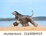 Small photo of Fully coated Afghan Hound running on the sandy beach over blue sky