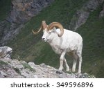Dall Sheep Ram Climbing A...