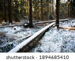 Small photo of nature seasonal background calamitous winter snowy forest