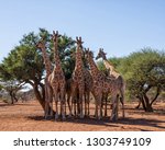 A Group Of Giraffes In Southern ...