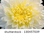 White Chrysanthemum Close Up ...