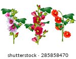 Mallow Flowers Isolated On...