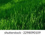 Small photo of Focus on the grass on the back and blur the grass on the front for the background, Close-up on a green lawn, green grass texture background. A close-up shot focusing on the flowers of the grass.