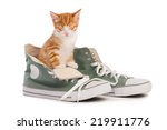 The Cat And The Shoes