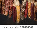 Indian Corn Hanging  Close Up