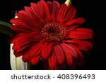 Picture Of Red Daisy Gerbera...