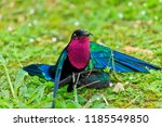Small photo of pink-throated hummingbirds, post coitus on the ground