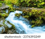 Cascades In The Forest on Wahkeena Creek, Columbia River Gorge, Oregon, USA