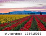 Colourful Tulips In The Large...