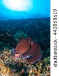 Small photo of Beautiful reef octopus (Octopus briareus) on the reef. The perfect mimicry. Amazingly beautiful underwater view with school of fishes, hard and soft corals. Healthy reefs of Nusa Penida, Indonesia.