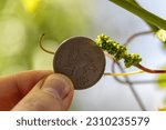 Small photo of A very small grape brush on the background of 10 British pence coin