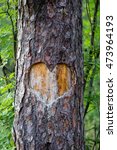Heart Carved On A Tree. Forest