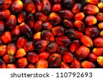 Oil Palm Seeds