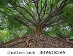 the banyan tree.