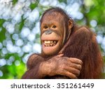 Orangutan In Zoo.