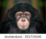 Portrait Of Chimpanzees.