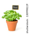 Basil In A Clay Pot With A...