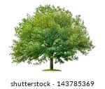 Isolated Oak Tree On A White...