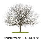 isolated walnut tree in the winter