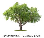 Isolated Almond tree on a white background