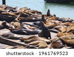 Seals And Sea Lions Resting And ...