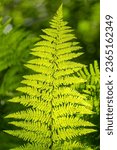 Small photo of Fern leaves in the forest on the contrary