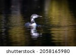 Common Loon With In Molt...