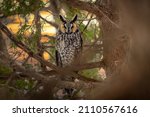 Long Eared Owl Perched In A...