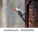 Red Breasted Woodpecker Feeding ...