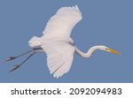 Flying ardea alba  common egret ...