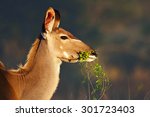 Kudu Cow  Tragelaphus...