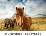 Horses in the mountains in Iceland