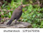 Blackbird  Turdus Merula ...